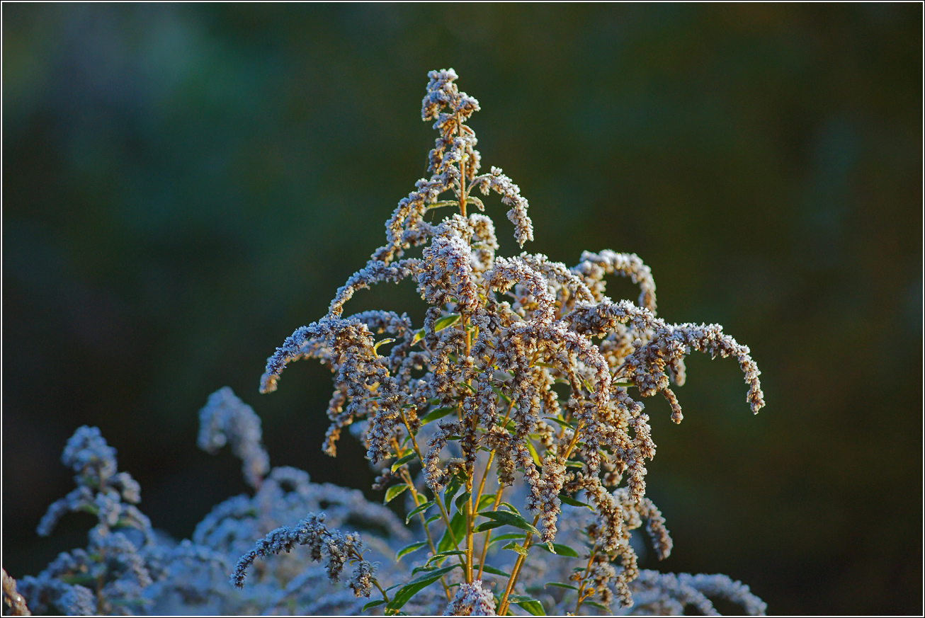 Image of Solidago canadensis specimen.