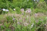 Pulsatilla dahurica. Плодоносящее растение. Цветущее растение. Приморский край, Черниговский р-н, окр. с. Грибное. 22.05.2025.