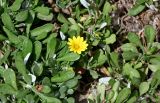 genus Gazania. Соцветие и листья. Португалия, г. Лиссабон, в культуре. 17.08.2025.