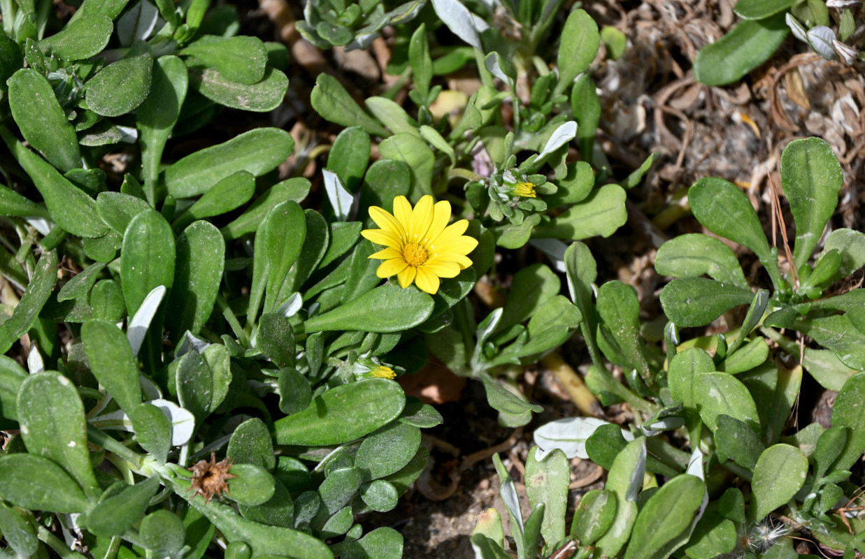 Изображение особи род Gazania.