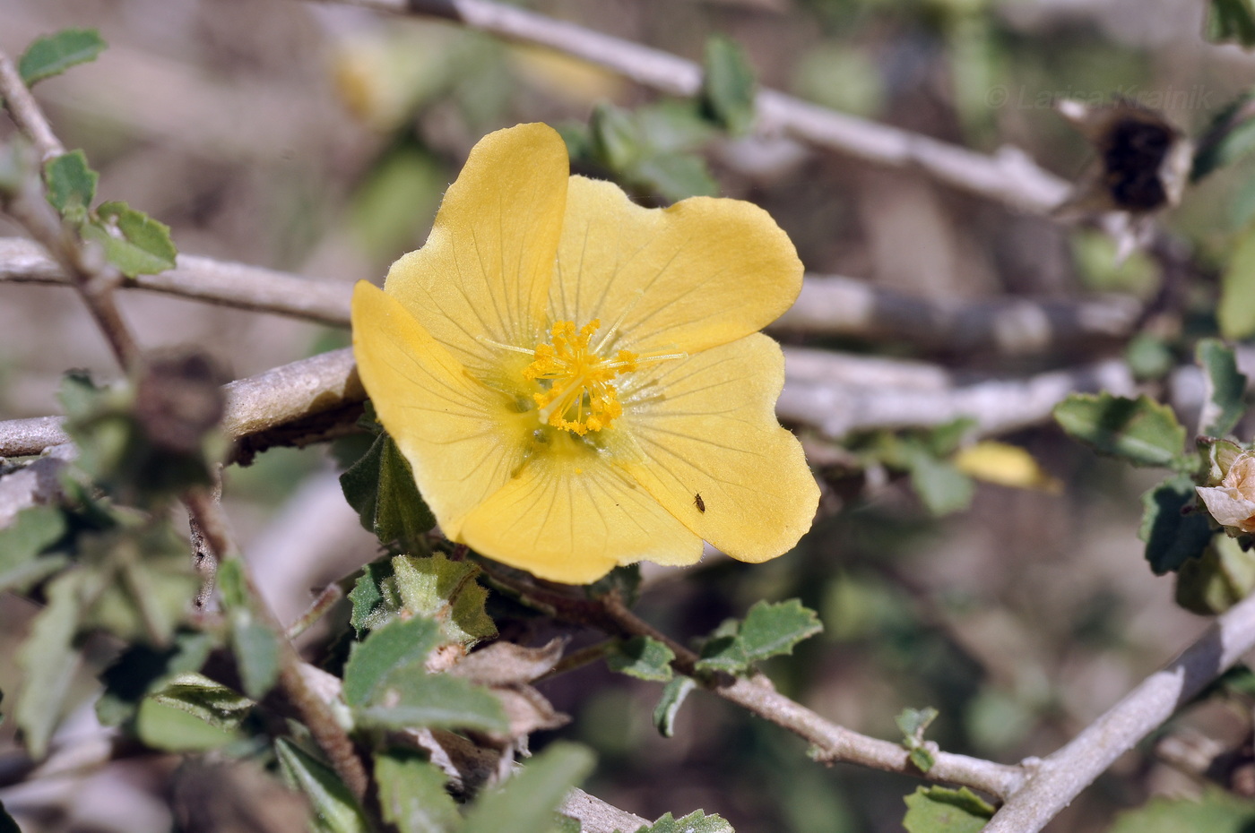 Image of familia Malvaceae specimen.