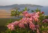 Rhododendron schlippenbachii