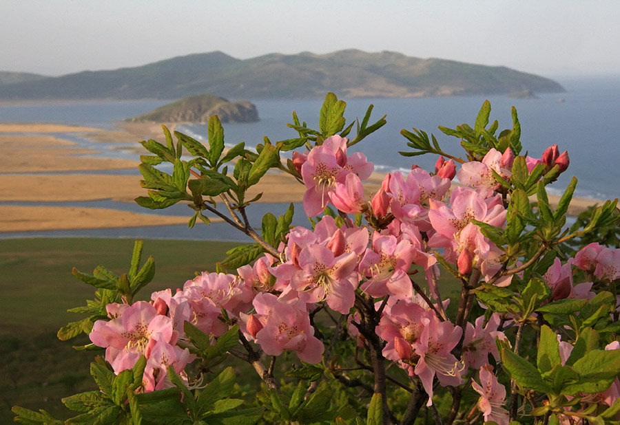 Image of Rhododendron schlippenbachii specimen.