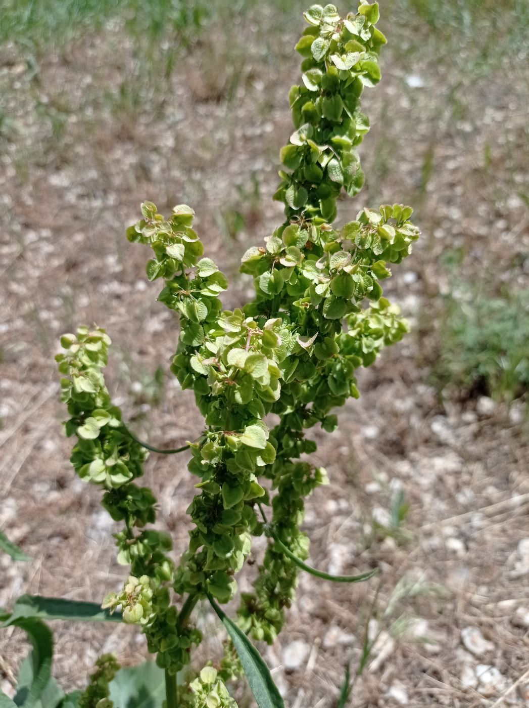 Image of Rumex crispus specimen.