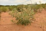 Astragalus lehmannianus. Плодоносящее растение. Астраханская обл., Наримановский р-н, окр. с. Николаевка, бархан Большой Брат, опустыненная степь, участок подвижных песков. 06.07.2026.