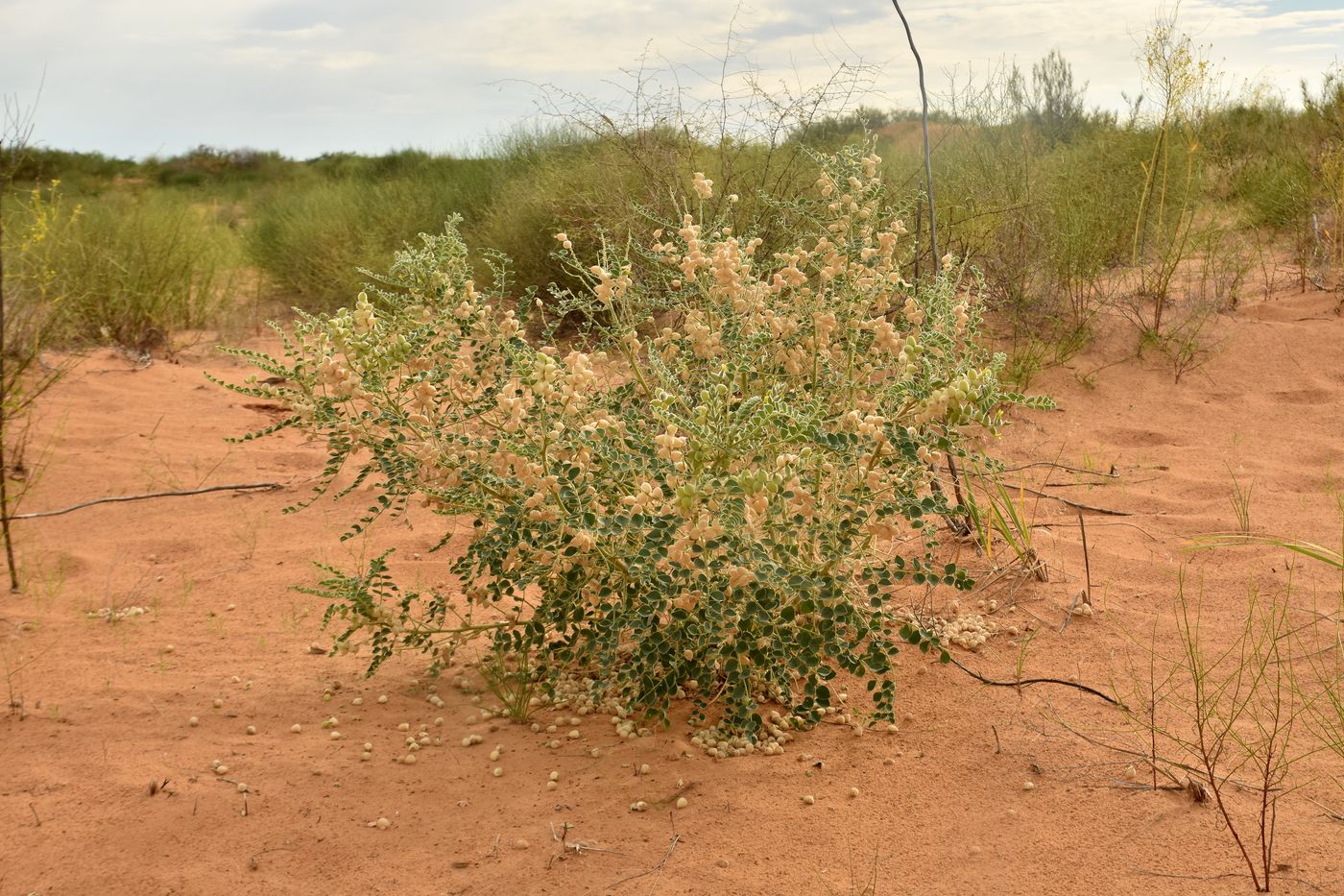 Image of Astragalus lehmannianus specimen.