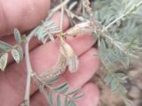 Astragalus subarcuatus