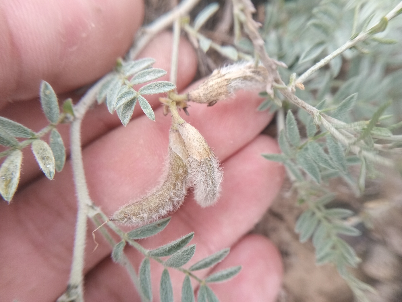 Image of Astragalus subarcuatus specimen.
