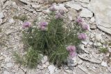 Lamyra echinocephala