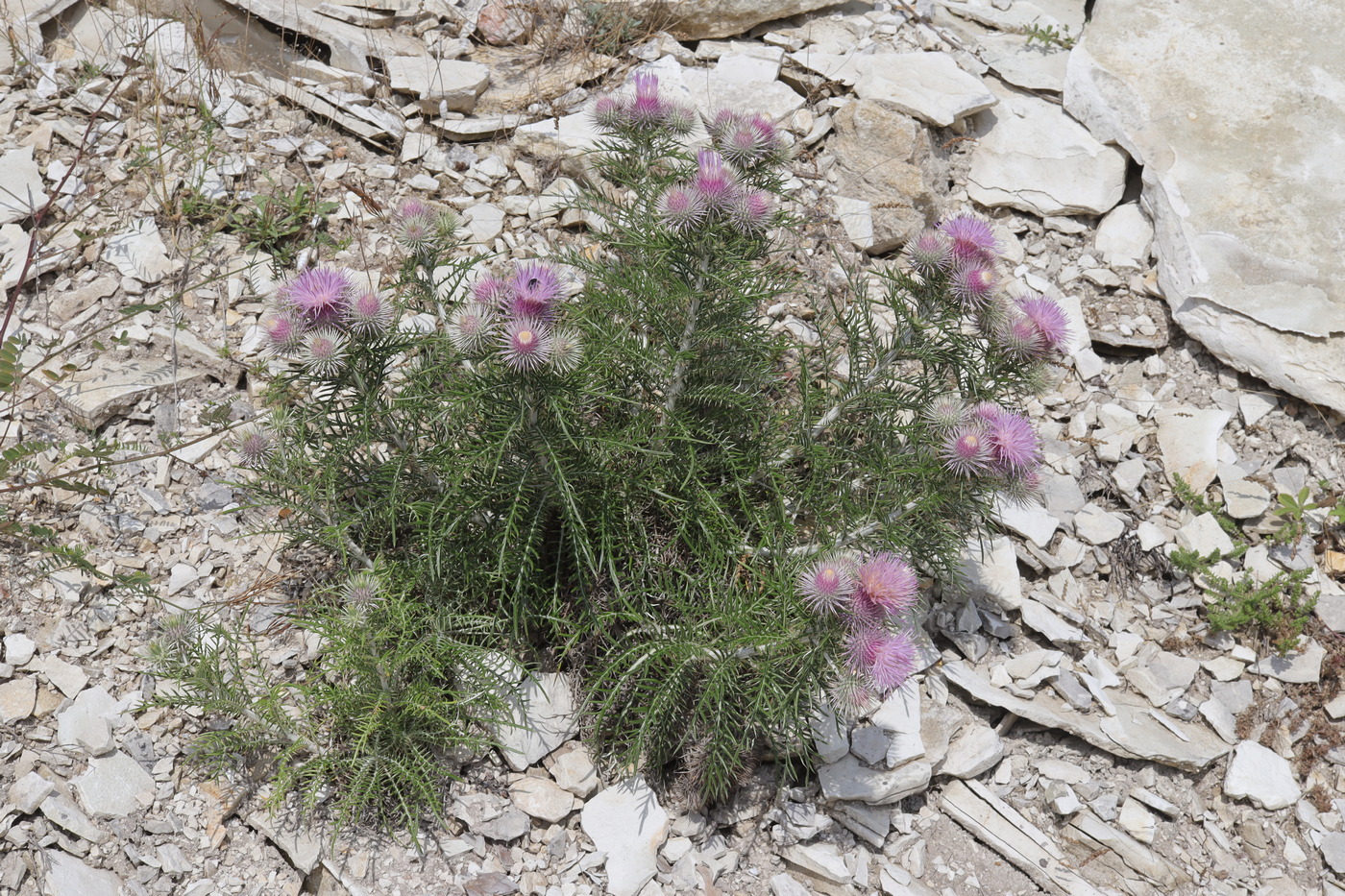 Изображение особи Lamyra echinocephala.