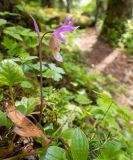 Calypso bulbosa