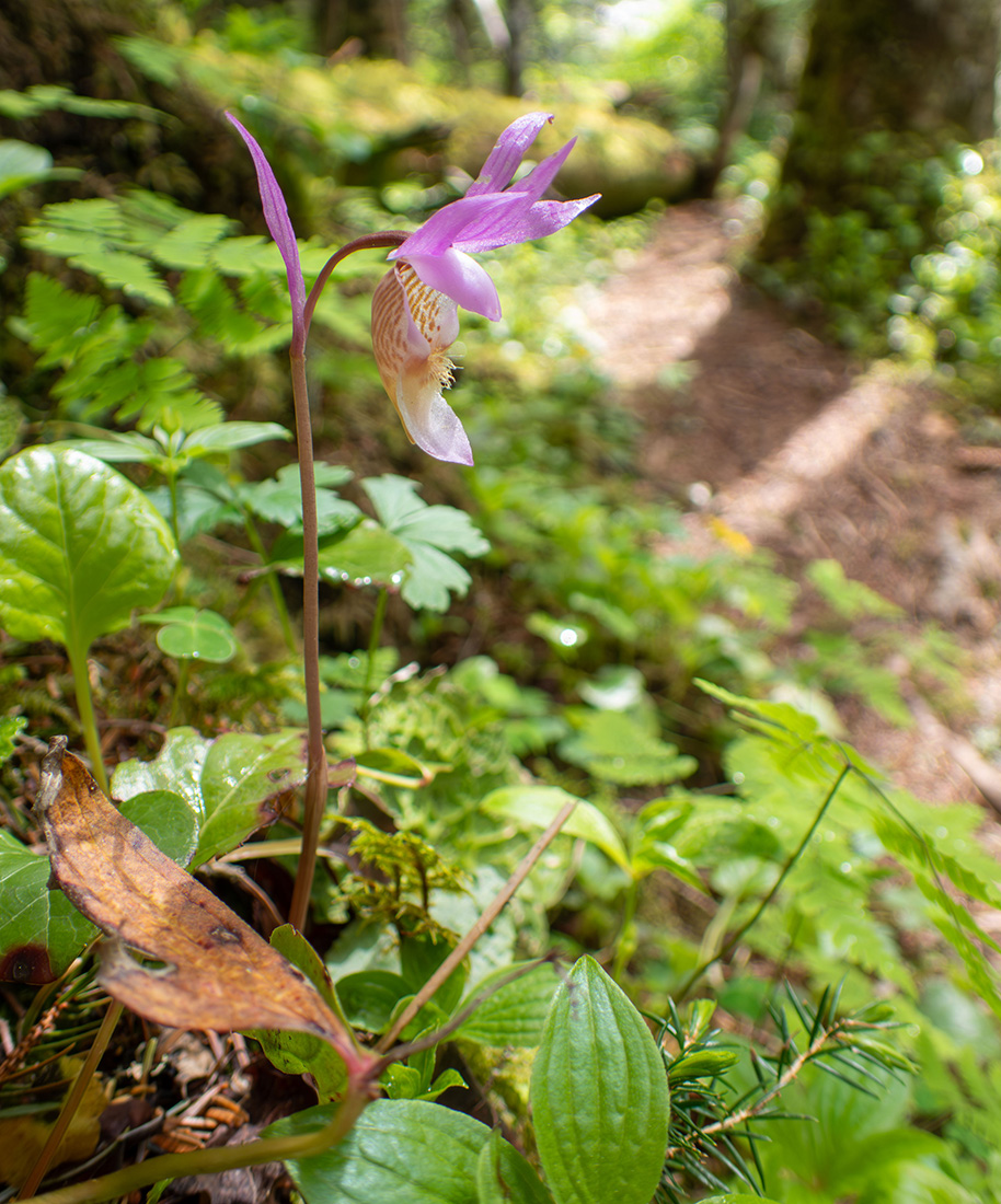 Image of Calypso bulbosa specimen.
