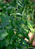 Hieracium umbellatum. Часть побега. Московская обл., окр. г. Железнодорожный, дол. р. Чёрная, окраина залежи. 07.08.2026.