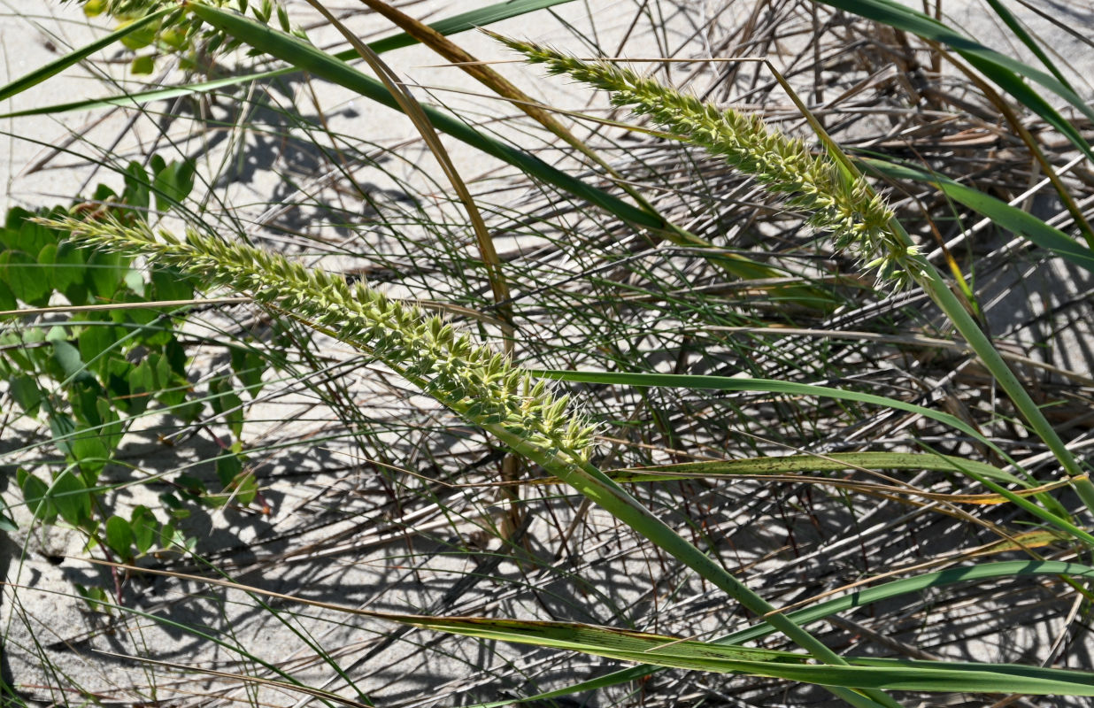 Image of Leymus racemosus specimen.