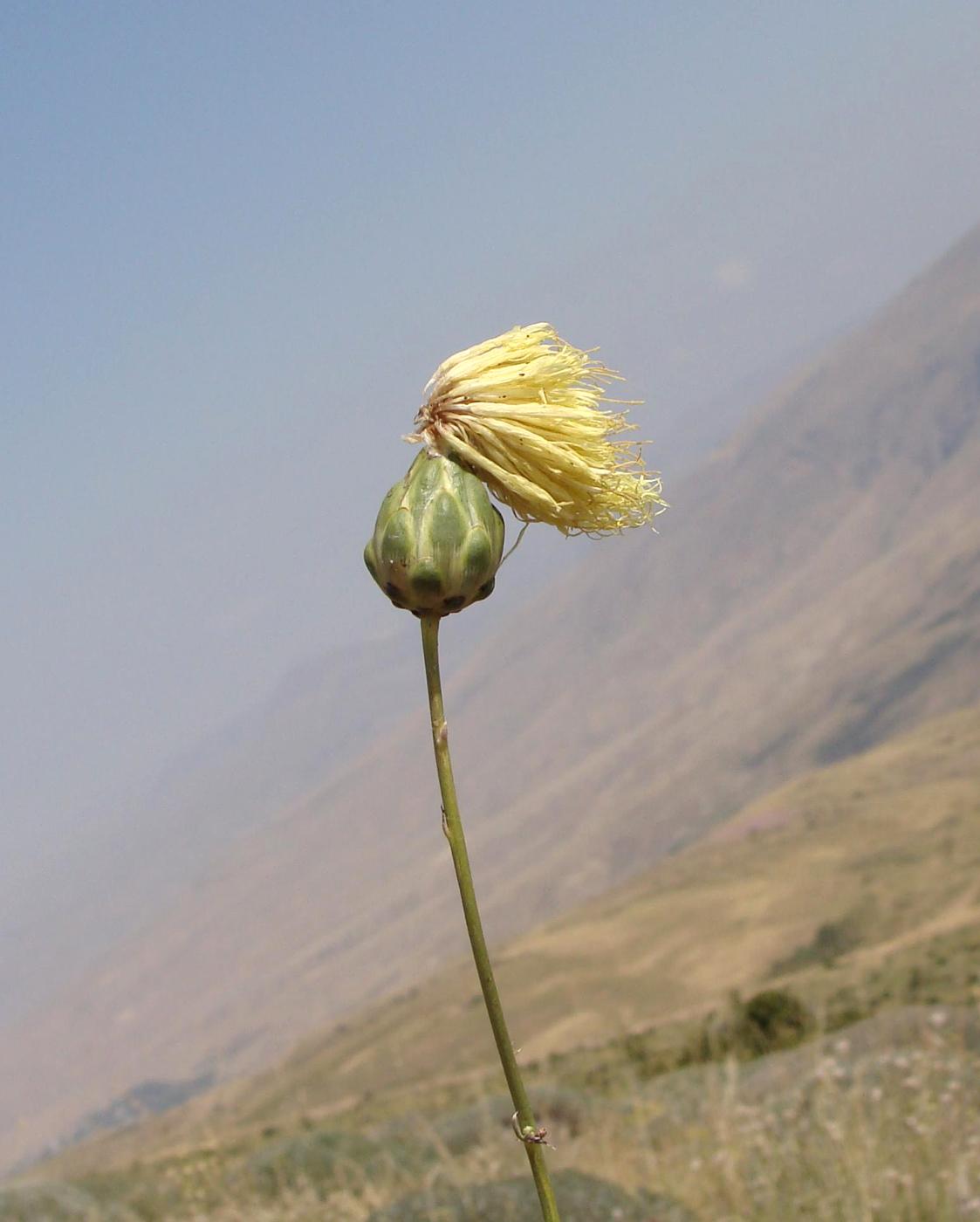Image of genus Rhaponticoides specimen.