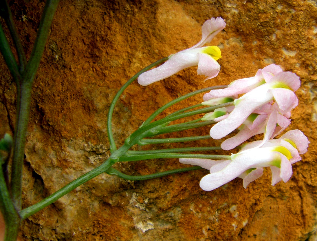 Image of Sarcocapnos enneaphylla specimen.