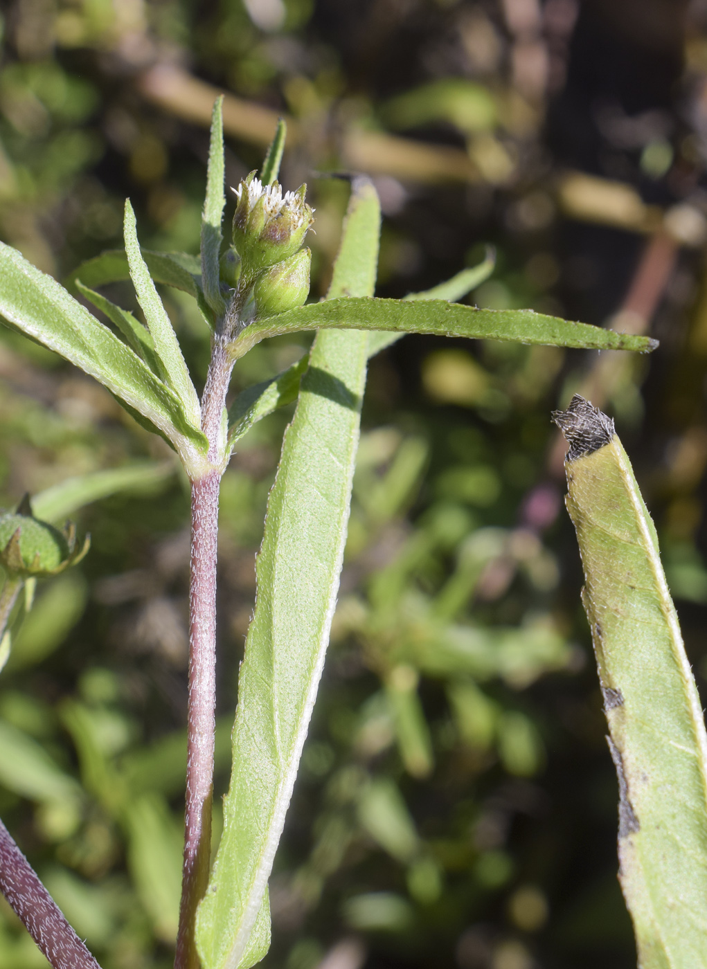 Image of Eclipta prostrata specimen.