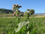 Solenanthus circinnatus. Верхушка цветущего растения. Казахстан, Восточно-Казахстанская обл., Маркакольский р-н, среднее течение р. Шет-Теректы, луг. 29.04.2026.