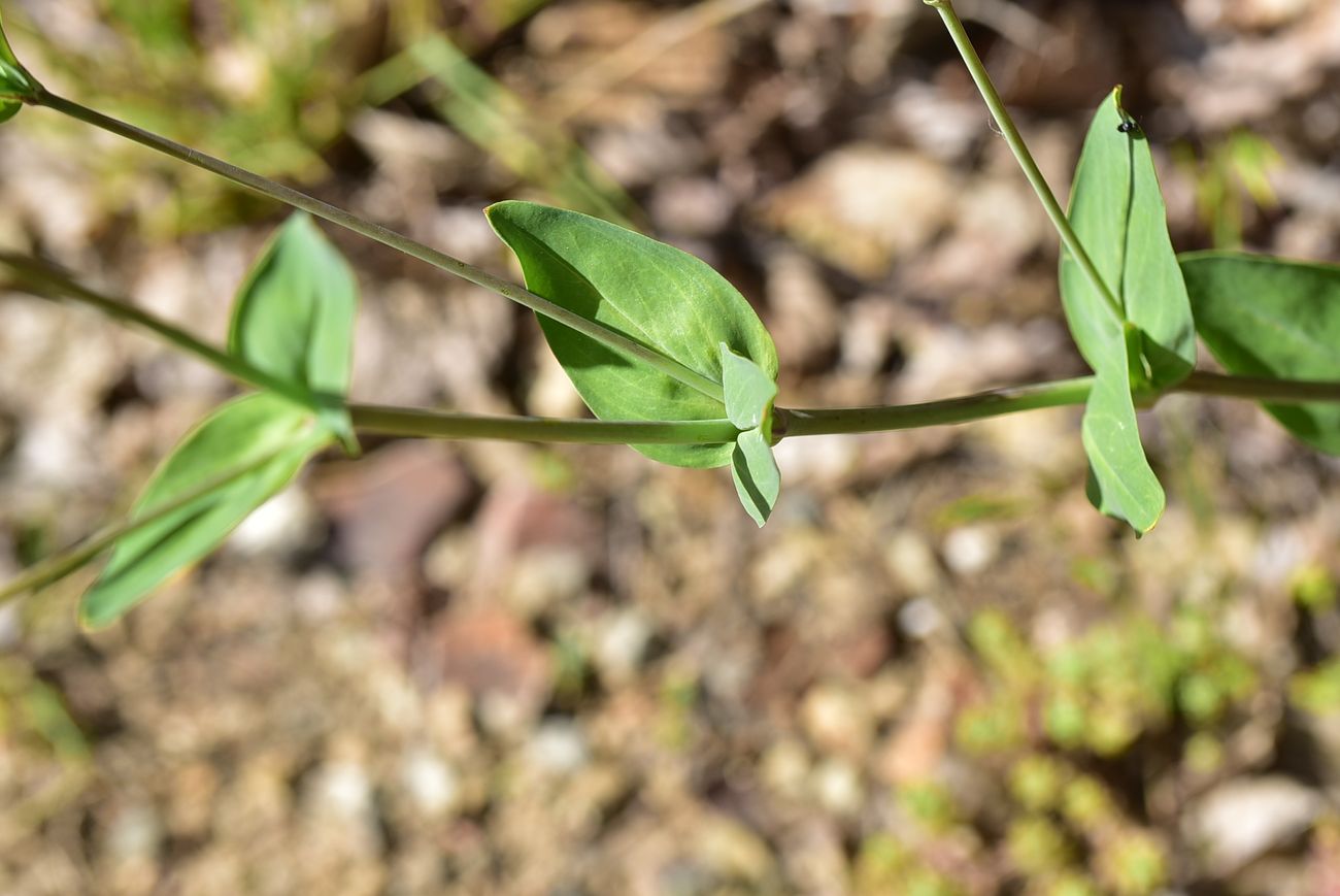 Image of Silene compacta specimen.