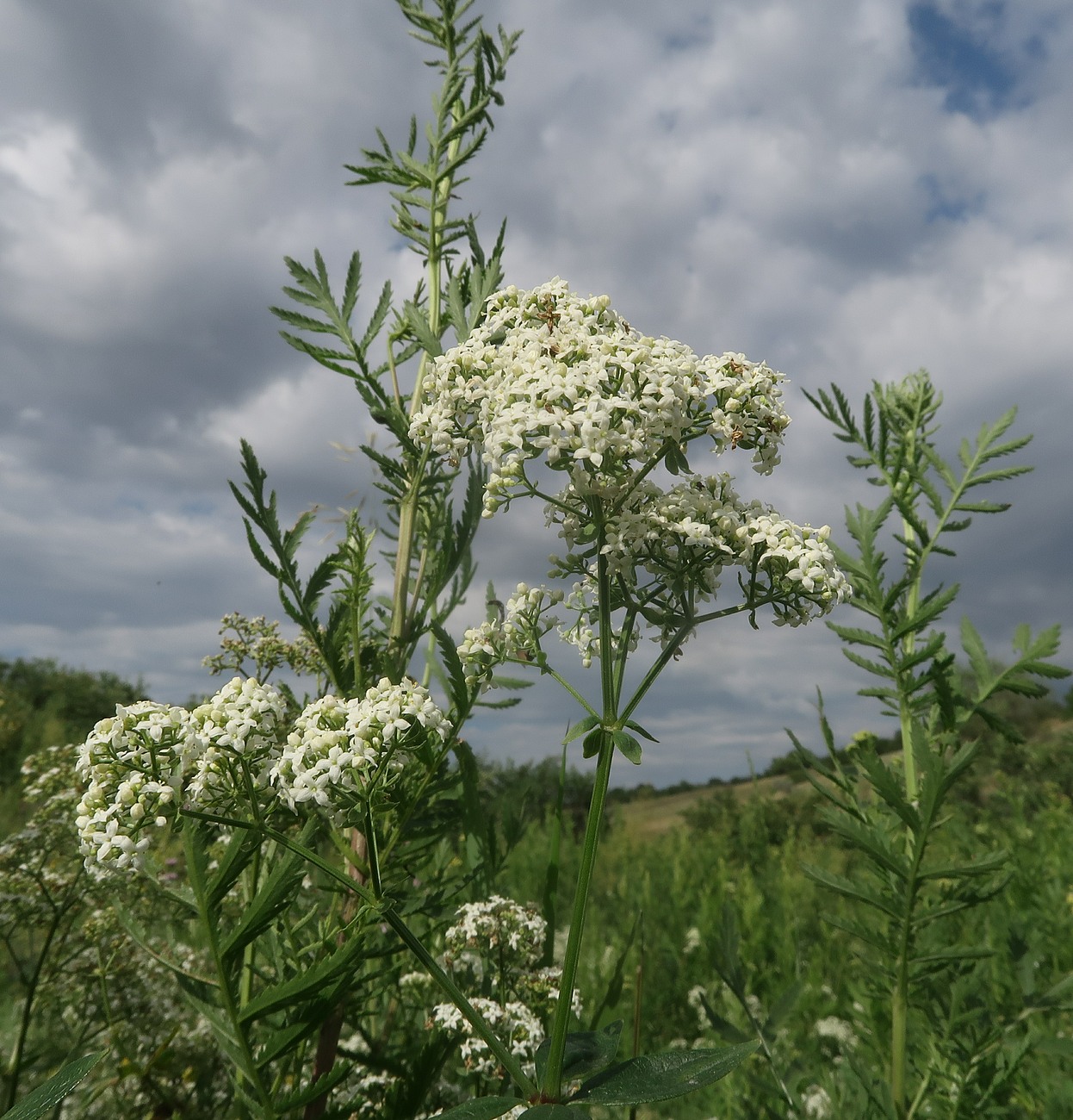 Изображение особи Galium rubioides.