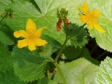 Caltha palustris ssp. laeta