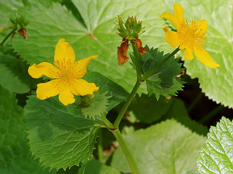 Image of Caltha palustris ssp. laeta specimen.