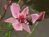 Butomus umbellatus. Цветок в мужской фазе с кормящейся на нём мухой. Нидерланды, Groningen, в прибрежной зоне мелиоративного канала. 24 июня 2006 г.