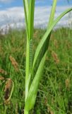 Carex vulpina