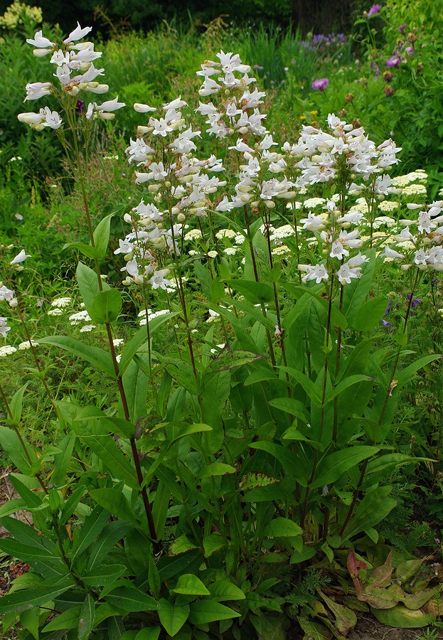 Image of Penstemon cobaea specimen.