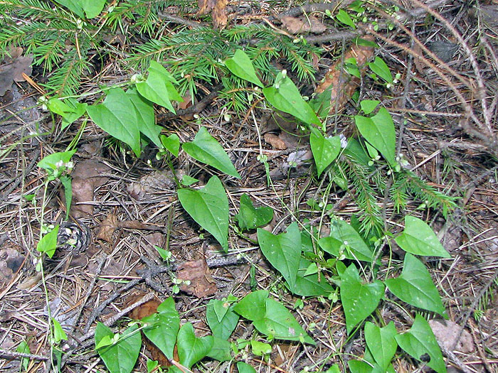 Изображение особи Fallopia convolvulus.