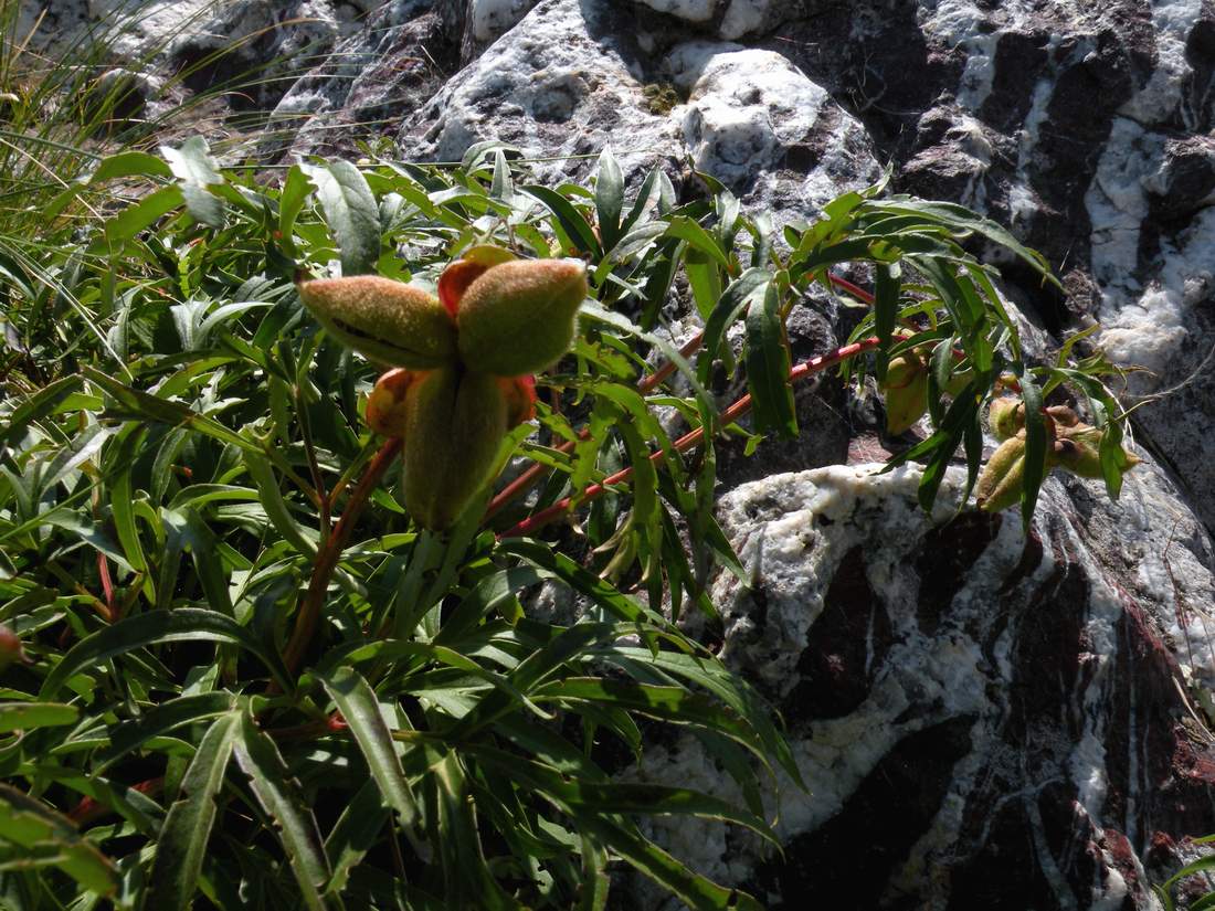 Image of Paeonia hybrida specimen.