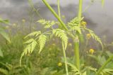 Anthriscus sylvestris. Побеги в средней части растения. Иркутская обл., г. Усть-Кут, р-н курорта \"Усть-Кут\", берег р. Кута. 09.07.2011.