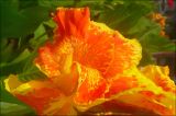 Canna × orchiodes