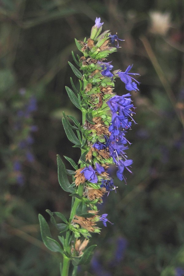 Изображение особи Hyssopus officinalis.