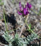 Oxytropis turczaninovii