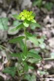 Euphorbia procera