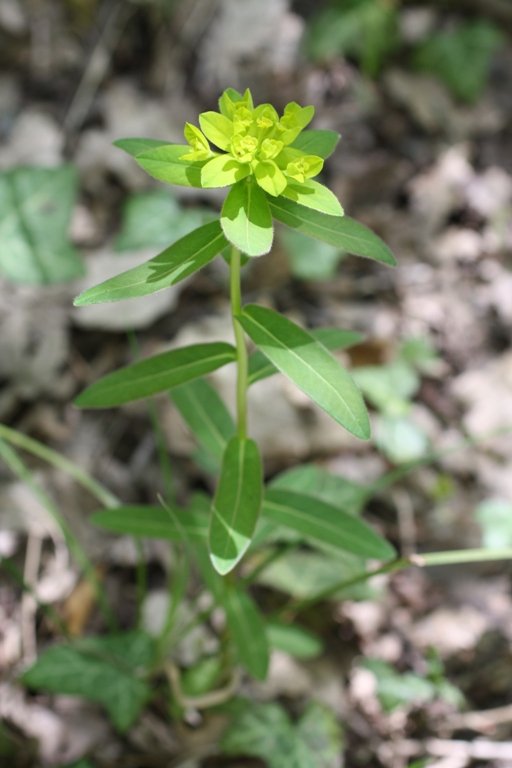 Image of Euphorbia procera specimen.