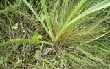 Leopoldia comosa
