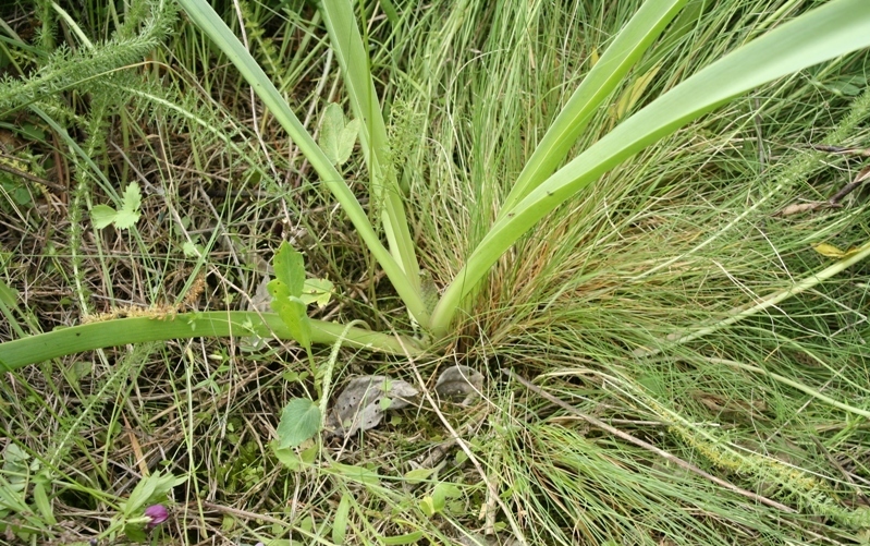 Image of Leopoldia comosa specimen.