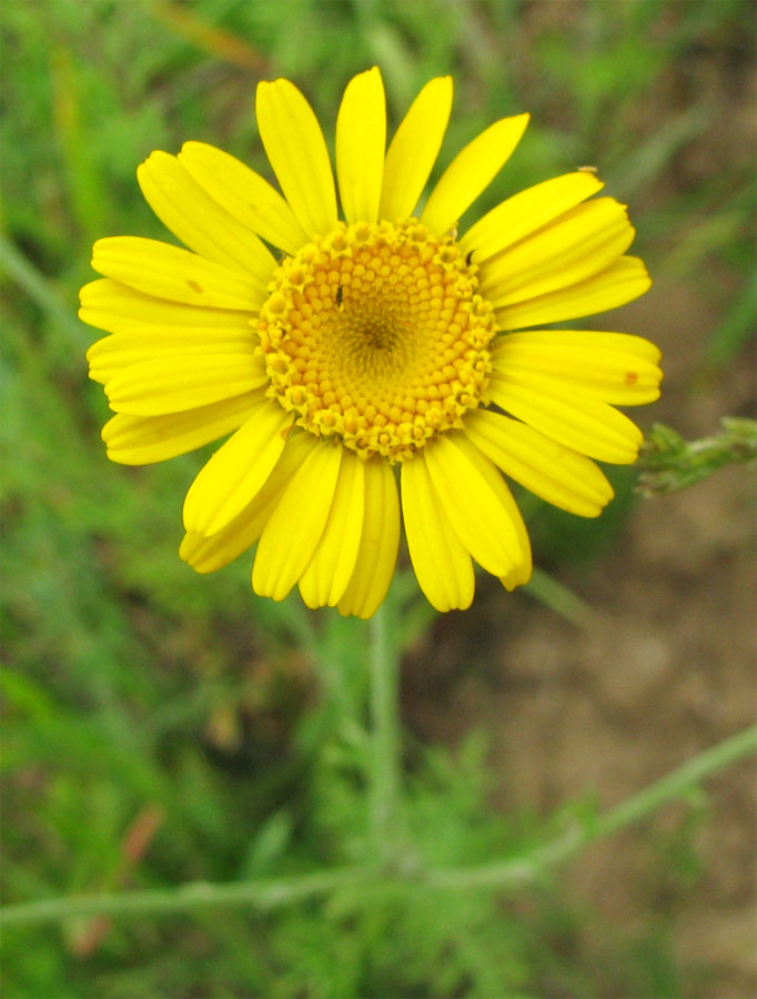 Image of Anthemis tinctoria specimen.