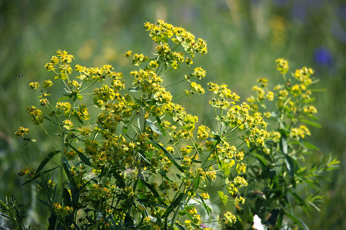 Изображение особи Euphorbia virgata.