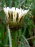 Tussilago farfara. Соплодие. Свердловская обл., Первоуральский городской округ, окр. ж.-д. станции Хрустальная, берег небольшого водоёма. 12.06.2011.