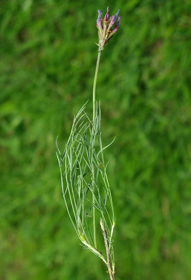 Изображение особи Astragalus angustissimus.