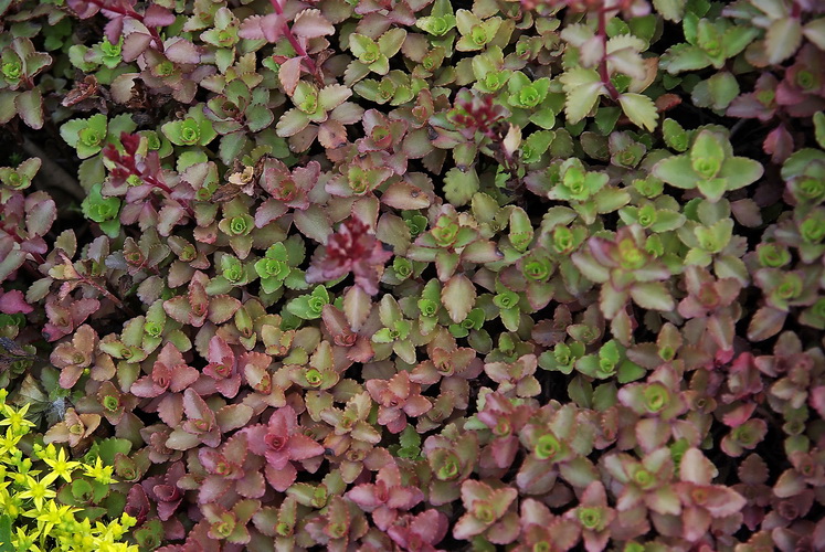 Изображение особи Sedum spurium.