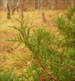 Juniperus foetidissima. Верхушка веточки. Черноморское побережье Кавказа, Новороссийск, южнее мыса Шесхарис, поляна в грабинниковом лесу. 3 декабря 2011 г.