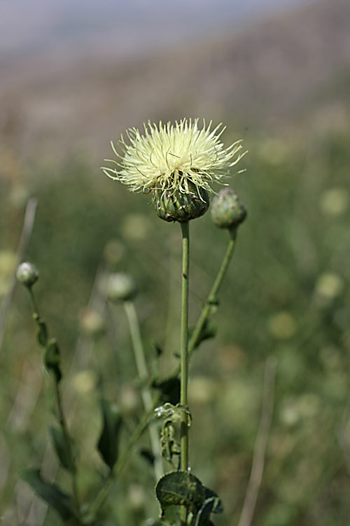 Image of Rhaponticoides phyllopoda specimen.