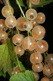Ribes rubrum. Созревающие плоды. Московская обл., Раменский р-н, окр. дер. Хрипань, дачный участок. 06.08.2008.