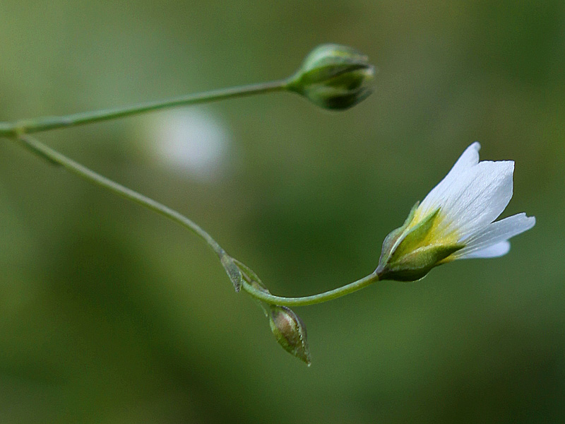 Изображение особи Linum catharticum.