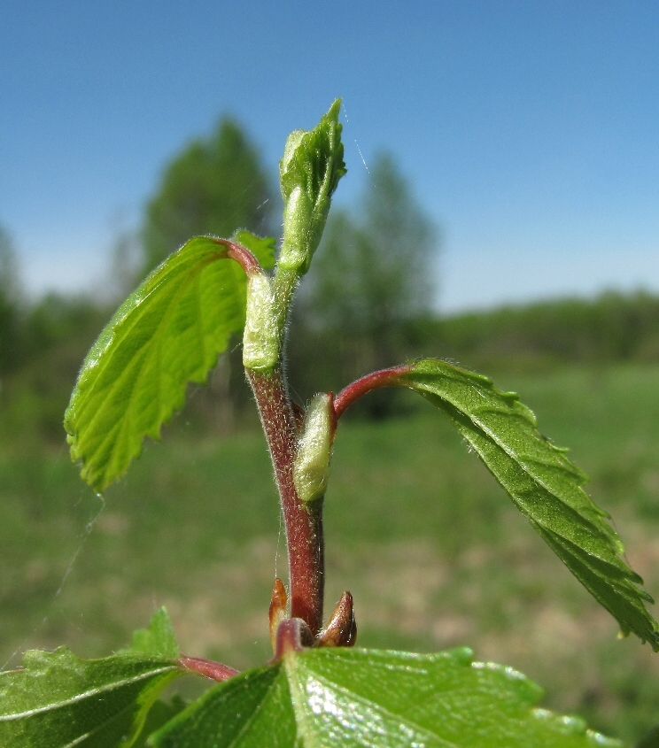 Изображение особи Betula pubescens.