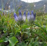 Gentiana vodopjanovae. Растение с бутонами. Хабаровский край, хр. Дуссе-Алинь. 06.08.2009.